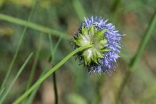 Photo Jasione des montagnes