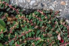 Photo Euphorbe tache (Euphorbe macule) (Euphorbe de Jovet)