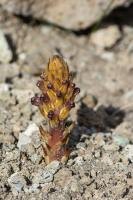 Photo Orobanche penche