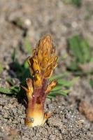 Photo Orobanche penche