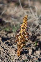 Photo Orobanche penche