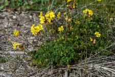 Photo Oxalis pied-de-chvre  fleur double
