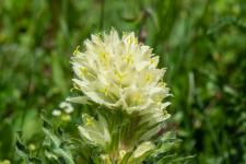 Photo Campanule en thyrse (Campanule en faux thyrse)