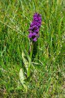 Photo Orchis alpestre