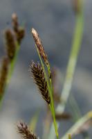 Photo Lache des frimas (Carex des frimas)