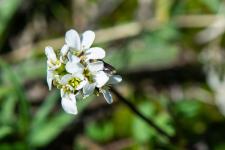 Photo Arabette de Jacquin (Arabette presque coriace)