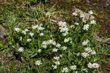 Photo Arabette de Jacquin (Arabette presque coriace)
