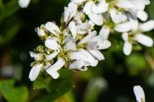 Photo Arabette de Jacquin (Arabette presque coriace)