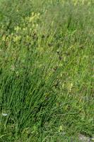 Photo Carex atrata