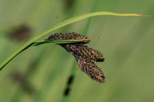 Photo Carex atrata