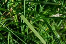Photo Carex atrata