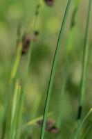 Photo Carex atrata