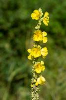 Photo Molne faux phlomis