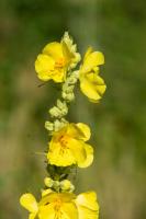 Photo Molne faux phlomis