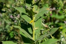 Photo Molne faux phlomis