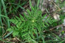 Photo Ambroisie commune (Ambroisie  feuilles dArmoise)