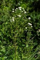 Photo Grande camomille  fleurs doubles