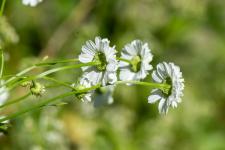 Photo Grande camomille  fleurs doubles