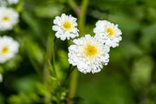 Photo Grande camomille  fleurs doubles