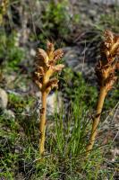 Photo Orobanche de la germandre