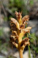 Photo Orobanche de la germandre