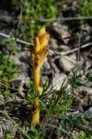 Photo Orobanche de la germandre