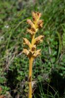 Photo Orobanche de la germandre