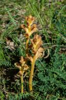 Photo Orobanche de la germandre