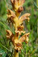 Photo Orobanche de la germandre