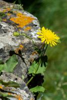 Photo pervire amplexicaule (pervire  feuilles embrassantes)