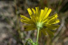 Photo pervire amplexicaule (pervire  feuilles embrassantes)