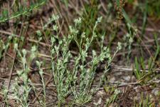 Photo Petite cotonnire (Cotonnire naine)