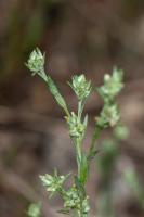 Photo Petite cotonnire (Cotonnire naine)