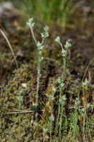 Photo Petite cotonnire (Cotonnire naine)