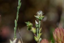 Photo Petite cotonnire (Cotonnire naine)