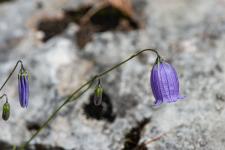 Campanule cespiteuse