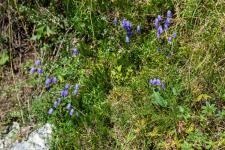 Photo Campanule cespiteuse