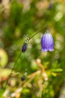 Photo Campanule cespiteuse