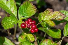 Photo Ronce des rochers