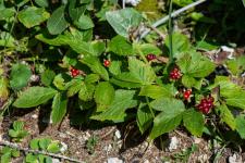 Photo Ronce des rochers