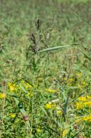 Photo Roseau (Phragmite austral) (Roseau commun)