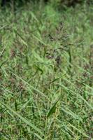 Photo Roseau (Phragmite austral) (Roseau commun)