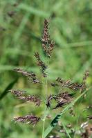 Photo Roseau (Phragmite austral) (Roseau commun)