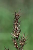 Photo Roseau (Phragmite austral) (Roseau commun)