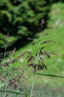 Photo Roseau (Phragmite austral) (Roseau commun)