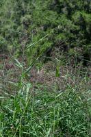 Photo Roseau (Phragmite austral) (Roseau commun)