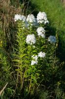 Photo Phlox panicul