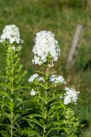 Photo Phlox panicul