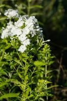 Photo Phlox panicul