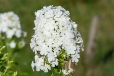 Photo Phlox panicul